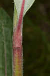 Longleaf buckwheat